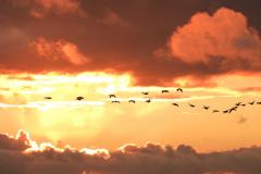 Reader's Photo: A timely flypast of Canada Geese