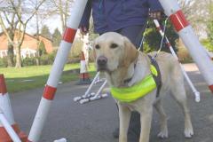 Guide Dog's seek local support