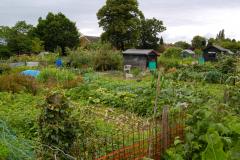 Allotment waste is a burning issue