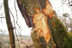 Vandals try to hack down 100-year-old tree