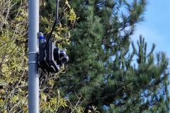Noise camera trial on A34 to be extended
