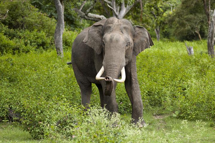 800px-Elephas_maximus_(Bandipur)