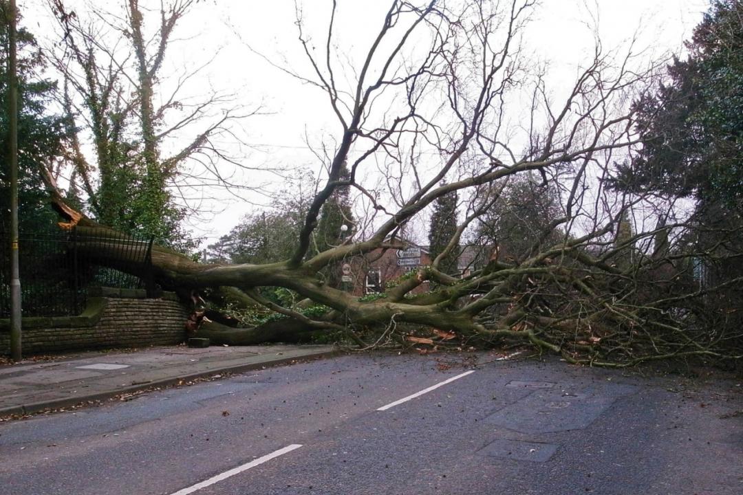 Fallen tree closes A34 outside Girls School - alderleyedge.com