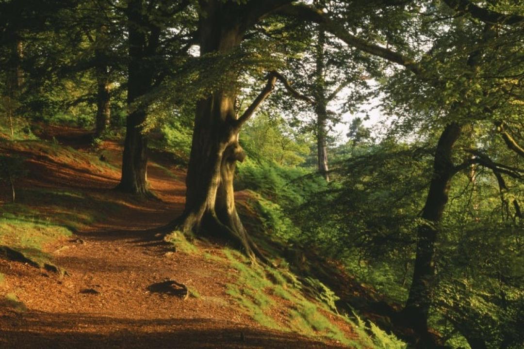 Alderley Edge is second most popular National Trust walk