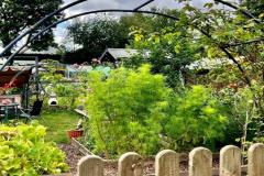 The future looks rosy for allotments sites