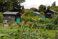 Thieves target allotment sheds