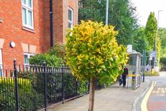 In Bloom team need help planting to brighten village