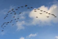 Reader's photo: Geese over Chorley Hall Lane