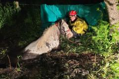 Pony rescued after getting stuck in a bog in Alderley Edge