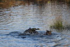 Reader's Photos: Carters Pond