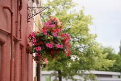 Countdown is on to In Bloom judging day