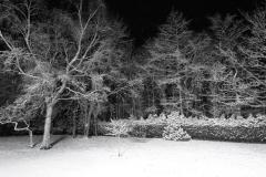 Reader's Photo: Trees on Hough Lane