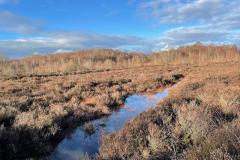 Next phase of Lindow Moss restoration commences