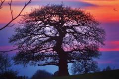 Reader's Photo: Sun sets over Windmill Wood