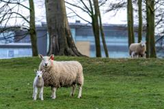 It's been a busy lambing season at Alderley Park