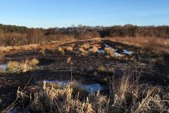 Lindow Moss stories sought for upcoming project
