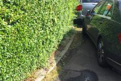 Overgrown hedges force pedestrians onto the road