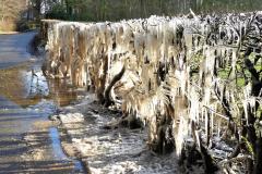Reader's Photo: Frozen hedge ice sculpture