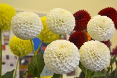Blooming success for 72nd allotment show