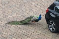 Do you know where this peacock came from?