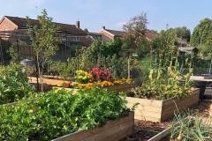 Allotments holders open their gates this weekend