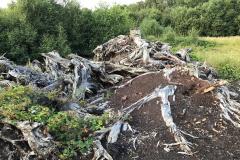 Lindow Man’s moss restored?