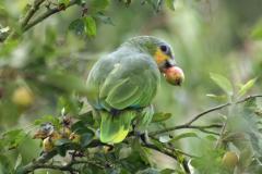 Amazon parrot flies the nest