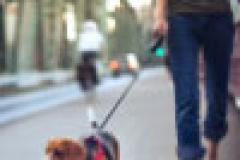 Zero dog fouling fines in past year