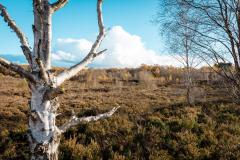 Reader's Photo: Lindow Moss Peat Bogs