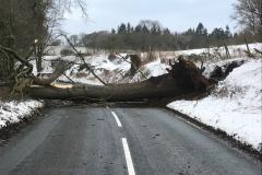 Heavy winds bring tree down on Macclesfield Road