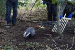 Cheshire East Council backs badger vaccination programme