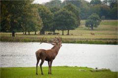 Tatton Park to reopen its parkland to the public