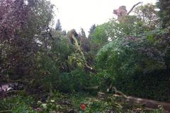 Trafford Road blocked by fallen tree