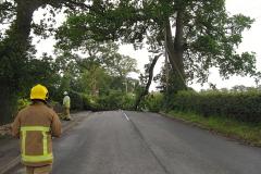 Branch falls onto power cables