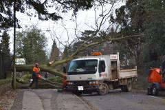 Fallen tree closes A34 outside Girls School