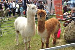 Llamas found guilty of vandalism