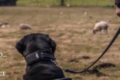 Dog owners urged to keep pets on leads near livestock