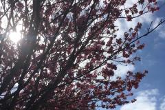 Coronavirus - Poem of Solidarity