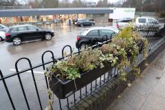 More plants trashed in night time vandal attack