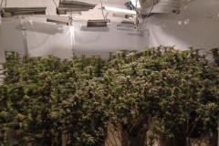 Large cannabis farm discovered in Alderley Edge