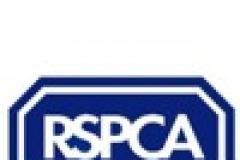 Sheep and dogs taken into RSPCA care