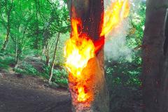 Firefighters put out tree fire at the Edge