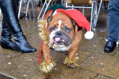 Dogs encouraged to don their best outfit for the Christmas lights switch on