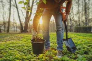 Tree planting