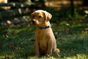 PUP ON LEAD