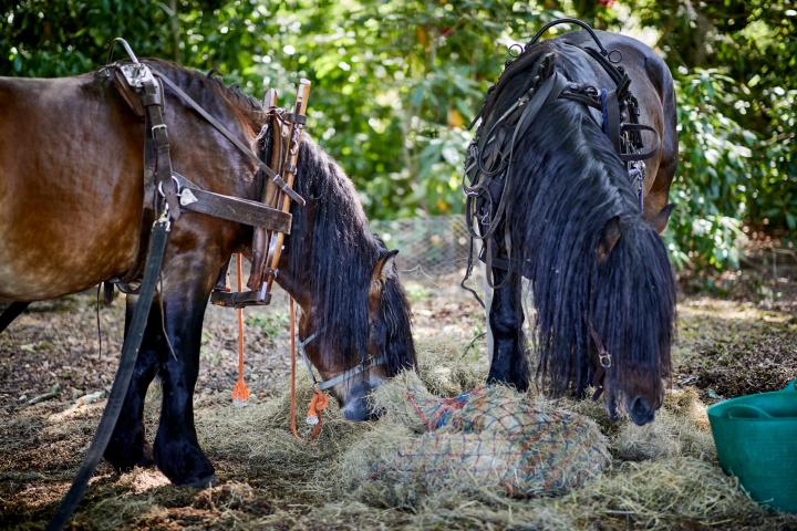 Jasper and Bolero are North Swedish Stallions (c) National Trust_Mark Waugh