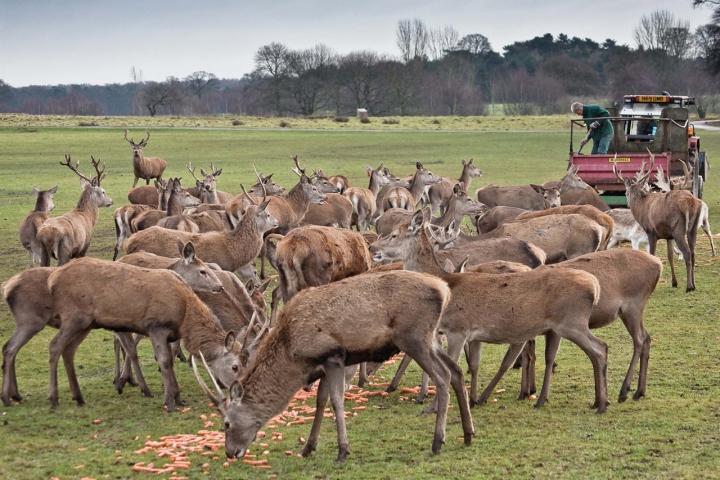 Feeding deer