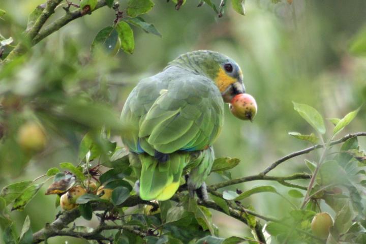 parrot 2